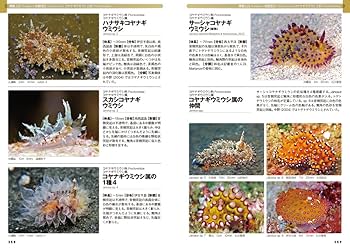 日本のウミウシ (ネイチャーガイド) | 中野 理枝 |本 | 通販